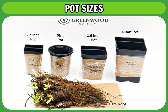 Greenwood Nursery: Live Perennial Plants - 'Mesa Red' + Gaillardia x Grandiflora - [Qty: 3X Pint Pots] - (Click for Other Available Plants/Quantities)