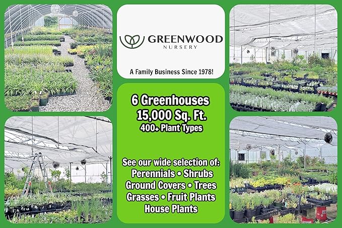 Greenwood Nursery: Live Perennial Plants - Black-Eyed Susan + Rudbeckia Fulgida 'Goldsturm' - [Qty: 3X Pint Pots] - (Click for Other Available Plants/Quantities)